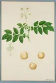 Sveriges kulturväxter. Illustration utförd av Henriette Sjöberg. Potatis, vitgul, Holländsk sockerpotatis/Engelsk mjölig. Odlad Ultuna 1872. Inv. nr. C101 : 314. Jämför NMA.0098182.