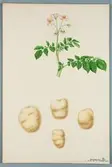 Sveriges kulturväxter. Illustration utförd av Henriette Sjöberg. Potatis, vitgul, Institut, nr. 18/210. Odlad Ultuna 1871. Inv. nr. C101 : 309.
