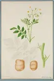Sveriges kulturväxter. Illustration utförd av Henriette Sjöberg. Potatis, gul med vita rödpunkter, Kungen bland de tidiga. Odlad Ultuna 1877. Inv. nr. C101 : 329.
