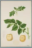 Sveriges kulturväxter. Illustration utförd av Henriette Sjöberg. Potatis, vitgul, Prolific. Odlad Ultuna 1877. Inv. nr. C101 : 325.
