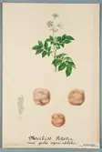 Sveriges kulturväxter. Illustration utförd av Henriette Sjöberg. Potatis, mörkröd med gula ögon, Rödlökspotatis. Odlad Ultuna 1872. Inv. nr. C101 : 338.