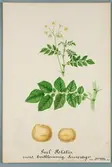 Sveriges kulturväxter. Illustration utförd av Henriette Sjöberg. Potatis, gul, Souvereign. Odlad Ultuna 1877. Inv. nr. C101 : 316.