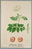 Sveriges kulturväxter. Illustration utförd av Henriette Sjöberg. Potatis, gul och röd, Persicus. Odlad Ultuna 1877. Inv. nr. C101 : 348.