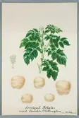 Sveriges kulturväxter. Illustration utförd av Henriette Sjöberg. Potatis, vitgul, Wellington. Odlad Ultuna 1872. Inv. nr. C101 : 326.