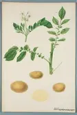 Sveriges kulturväxter. Illustration utförd av Henriette Sjöberg. Potatis, vitgul, nr. 31. Odlad Ultuna 1877. Inv. nr. C101 : 306.
