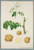 Sveriges kulturväxter. Illustration utförd av Henriette Sjöberg. Potatis, vitgul, nr. 16. Odlad Ultuna 1872. Inv. nr. C101 : 324.