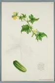 Sveriges kulturväxter. Illustration utförd av Henriette Sjöberg. Gurka, kort, så kallad Västeråsgurka. Odlad Experimentalfältet 1873. Inv. nr. C101 : 493.