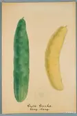 Sveriges kulturväxter. Illustration utförd av Henriette Sjöberg. Gurka, lång, Slanggurka. Odlad Äs, Södermanland 1876. Inv. nr. C101 : 500.