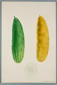 Sveriges kulturväxter. Illustration utförd av Henriette Sjöberg. Gurka, lång, ljusgrön, småbladig. Odlingsplats och datering saknas. Inv. nr. C101 : 502.