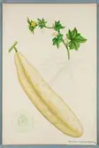 Sveriges kulturväxter. Illustration utförd av Henriette Sjöberg. Gurka, lång, vit, Egyptisk alabaster. Odlad Experimentalfältet 1873. Inv. nr. C101 : 505.