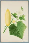 Sveriges kulturväxter. Illustration utförd av Henriette Sjöberg. Gurka, lång, vit, ordinär. Odlingsplats och datering saknas. Inv. nr. C101 : 508.