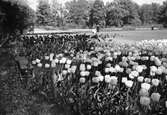 Blommor i Stadsparken, 1947