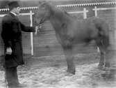 Man med häst Knarsta by, Stora Mellösa, 1910-tal