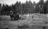 Skördetid i Stora Mellösa, 1920-tal