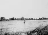 Man vadar genom vattenmassorna i lokal översvämning i Stora Mellösa, 1910-08-03