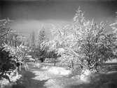 Vinterväg genom park, 1930-tal