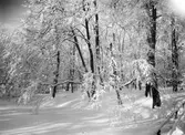 Snötyngda träd i Slottsparken, 1930-tal