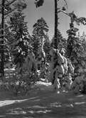 Mycket snö i skogen, 1930-tal