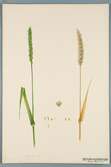 Sveriges kulturväxter. Illustration utförd av Henriette Sjöberg. Vete, Blé de Haie ou Thormston. Odlat Experimentalfältet 1890. Eriksson 1892, nr. 52.  Inv. nr. C101 : 11. Signerad H.S. Exper 1890.