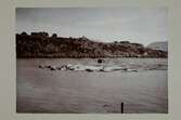 Foto monterat på kartong. Valar och en båt i en bukt.
