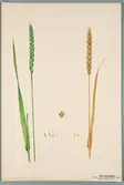 Sveriges kulturväxter. Illustration utförd av Henriette Sjöberg. Vete, Blé Seigle. Odlat Experimentalfältet 1892. Eriksson 1892, nr. 84. Inv. nr. C101 : 21. Signerad 