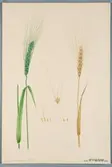 Sveriges kulturväxter. Illustration utförd av Henriette Sjöberg. Vete, Blé trimenia. Odlat Experimentalfältet 1892. Inv. nr. C101 : 22. Signerad 