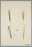 Sveriges kulturväxter. Illustration utförd av Henriette Sjöberg. Vete, borstvete, Ultuna vitaxigt. Enligt påskrift odlat Experimentalfältet 1889. Eriksson 1892, nr.  97. Inv. nr. C101 : 25. Signerad 