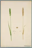 Sveriges kulturväxter. Illustration utförd av Henriette Sjöberg. Vete, vårvete, Californischer März. Odlat Experimentalfältet 1891. Eriksson 1892, nr. 85. Inv. nr. C101 : 29. Signerad 