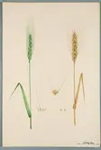 Sveriges kulturväxter. Illustration utförd av Henriette Sjöberg. Vete, Carolgi. Odlat Experimentalfältet 1892. Inv. nr. C101 : 31. Signerad 