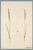 Sveriges kulturväxter. Illustration utförd av Henriette Sjöberg. Vete, Champion White. Odlat Experimentalfältet 1890. Eriksson 1892, nr. 27. Inv. nr. C101 : 32. Signerad 