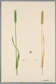 Sveriges kulturväxter. Illustration utförd av Henriette Sjöberg. Vete, vårvete, Emma. Odlat Experimentalfältet 1892. Inv. nr. C101 : 35. Signerad 