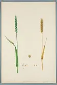 Sveriges kulturväxter. Illustration utförd av Henriette Sjöberg. Vete, Frumento spinazolese. Odlat Experimentalfältet 1889. Eriksson 1892, nr. 90. Signerad 