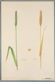 Sveriges kulturväxter. Illustration utförd av Henriette Sjöberg. Vete, Galland. Odlat Experimentalfältet 1892. Inv. nr. C101 : 43. Signerad 