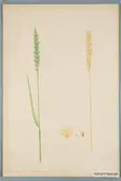 Sveriges kulturväxter. Illustration utförd av Henriette Sjöberg. Vete, Goldene Aue (Thüringer). Odlat Ultuna 1875. Inv. nr. C101 : 44.