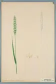 Sveriges kulturväxter. Illustration utförd av Henriette Sjöberg. Vete, Golden Drop. Odlat Experimentalfältet 1891. Eriksson 1892, nr. 32. Inv. nr. C101 : 45.