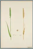 Sveriges kulturväxter. Illustration utförd av Henriette Sjöberg. Vete, Green Monton (?). Odlat Experimentalfältet 1891. Inv. nr. C101 : 47. Signerad 