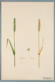 Sveriges kulturväxter. Illustration utförd av Henriette Sjöberg. Vete, Grevenhagern. Odlat Experimentalfältet 1891. Eriksson 1892, nr. 47. Inv. nr. C101 : 48. Signerad 