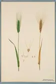 Sveriges kulturväxter. Illustration utförd av Henriette Sjöberg. Vete, Griechischer Paros. Odlat Experimentalfältet 1891. Inv. nr. C101 : 50. Signerad 