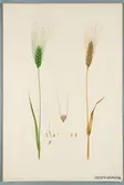 Sveriges kulturväxter. Illustration utförd av Henriette Sjöberg. Vete, Griechischer aus Messenien. Odlat Experimentalfältet 1891. Inv. nr, C101 : 49. Signerad 