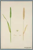 Sveriges kulturväxter. Illustration utförd av Henriette Sjöberg. Vete, Hallet's pedigree red. Odlat Experimentalfältet 1891. Eriksson 1892, nr. 34. Inv. nr. C101 : 53. Signerad 