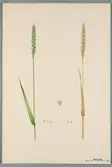 Sveriges kulturväxter. Illustration utförd av Henriette Sjöberg. Vete, Hamur. Odlat Experimentalfältet 1892. Inv. nr. C101 : 55. Signerad 