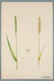 Sveriges kulturväxter. Illustration utförd av Henriette Sjöberg. Vete, Hard-Castle. Odlat Experimentalfältet 1890. Eriksson 1892, nr. 46. Inv. nr. C101 : 56. Signerad 