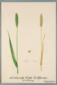Sveriges kulturväxter. Illustration utförd av Henriette Sjöberg. Vete, Hickling's prolific. Odlat Experimentalfältet 1892. Eriksson 1892, nr. 51. Inv. nr. C101 : 58. Signerad 