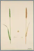 Sveriges kulturväxter. Illustration utförd av Henriette Sjöberg. Vete, Kostroma. Odlat Experimentalfältet 1892. Eriksson 1892, nr. 63. Inv. nr. C101 : 66. Signerad 