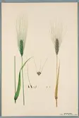 Sveriges kulturväxter. Illustration utförd av Henriette Sjöberg. Vete, Madonne. Odlat Experimentalfältet 1892. Inv. nr. C101 : 68. Signerad 