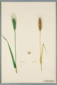 Sveriges kulturväxter. Illustration utförd av Henriette Sjöberg. Vete, Michigan bronce. Odlat Experimentalfältet 1889. Eriksson 1892, nr. 102. Inv. nr. C101 : 70. Signerad 