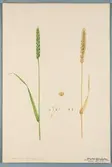 Sveriges kulturväxter. Illustration utförd av Henriette Sjöberg. Vete, vårvete, März ohne Bart. Odlat Experimentalfältet 1891. Eriksson 1892, nr. 22. Inv. nr. C101 : 71. Signerad 