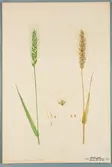 Sveriges kulturväxter. Illustration utförd av Henriette Sjöberg. Vete, Neapel. Odlat Experimentalfältet 1891. Eriksson 1892, nr. 94. Inv. nr. C101 : 72. Signerad 