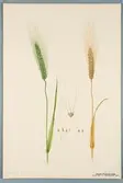 Sveriges kulturväxter. Illustration utförd av Henriette Sjöberg. Vete, Paines defiance. Odlat Experimentalfältet 1890. Inv. nr. C101 : 74. Signerad 