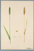 Sveriges kulturväxter. Illustration utförd av Henriette Sjöberg. Vete, Red Kent. Odlat Experimentalfältet 1892. Eriksson 1892, nr. 81. Inv. nr. C101 : 77. Signerad 
